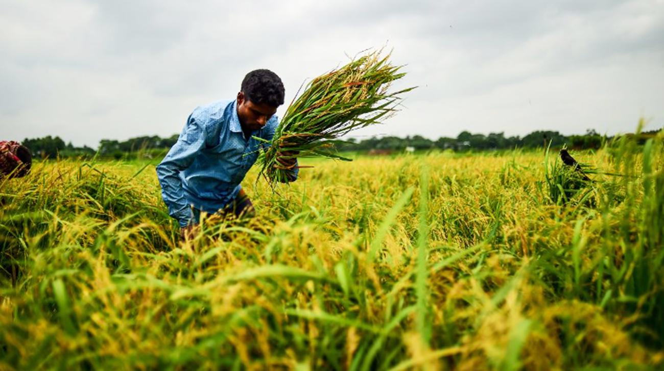 bangladesh-rice-afp-wb